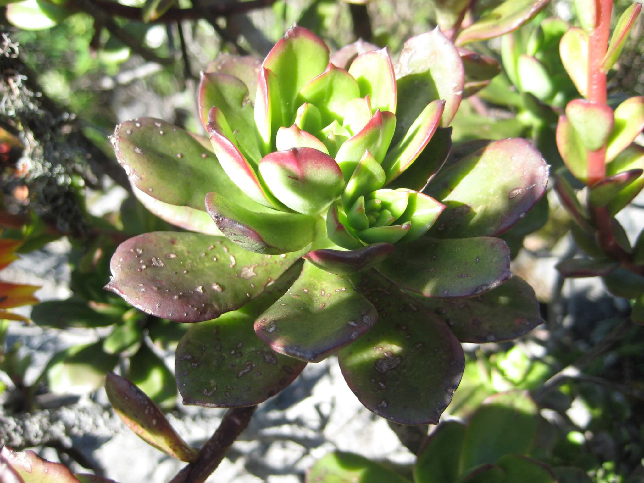 Echeveria multicaulis